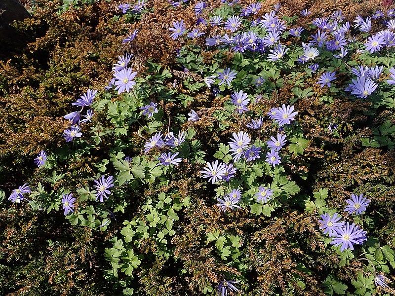 File:Anemone blanda 2022-04-23 7202.jpg