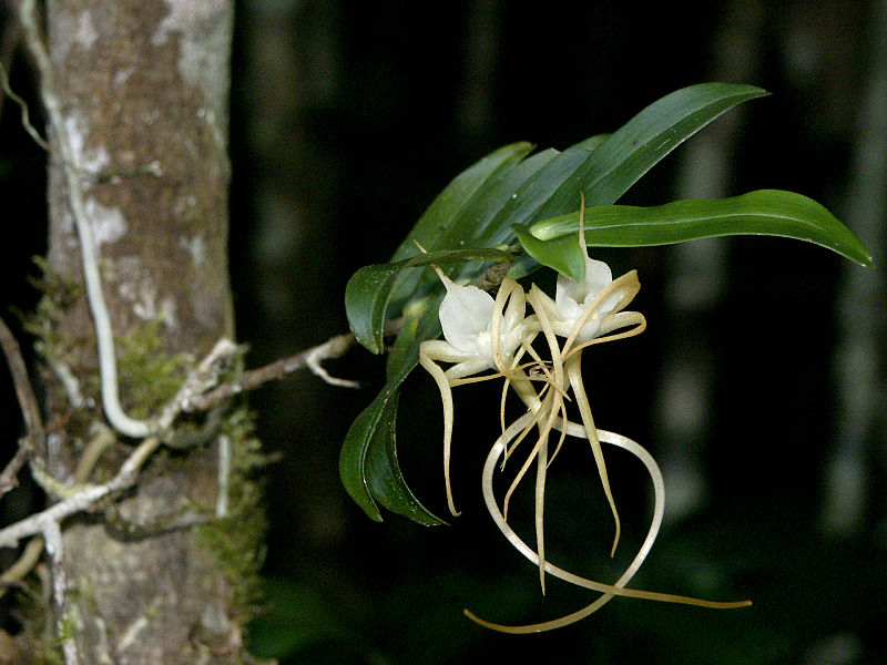 TÌNH YÊU LAN - Page 92 800px-Angraecum_conchoglossum_-_Flickr_003