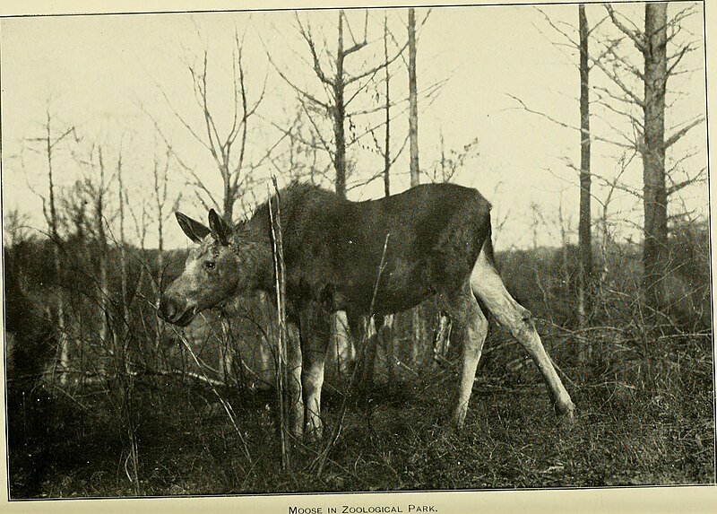 File:Annual report of the Board of Regents of the Smithsonian Institution (1900) (17814808463).jpg