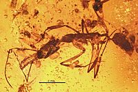 Anochetus intermedius BMNHP-II33 01.jpg