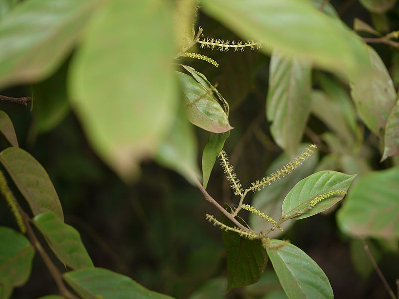 File:Antidesma montanum Blume var. montanum (5661342720).jpg