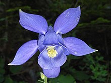 Aquilegia bertolonii Schott.JPG 