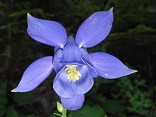 <i>Aquilegia bertolonii</i> European species of columbine