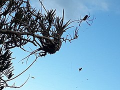 Araña de Seda dorada - Cerro Santa Ana, Paraguaná - Venezuela.jpg