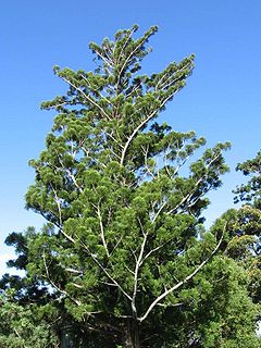 <i>Araucaria cunninghamii</i> Species of pine tree in Australia