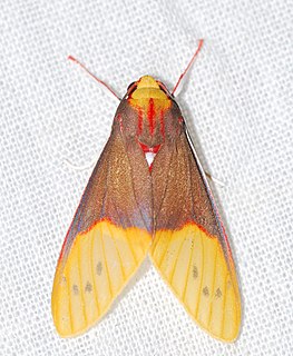 <i>Evius albicoxae</i> Species of moth