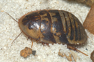 <i>Arenivaga floridensis</i> Species of cockroach