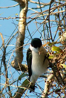 Chabert vanga Species of bird