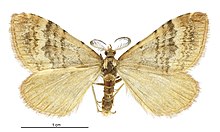 Asaphodes recta male.jpg