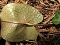 2019年5月1日 (水) 08:05時点における版のサムネイル