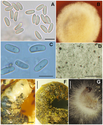 Ascosphaera aggregata: A) ascoporen. B) cultuur op V8 agar-voedingsbodem met myceliumgroei.; Ascosphaera proliperda: C) ascosporen. D) cultuur op SDA-voedingsbodem met wit mycelium en verspreid liggende, zwarte sporocysten. E–F) bijenlarven met vuilbroed veroorzaakt door bijenkalkbroed (A. aggregata). E) Dode ranonkelbij larve met volgroeide (zwart) en onvolgroeide (wit) sporocysten onder de huid. F) Verdroogde, opgezwollen, geïnfecteerde rosse metselbij larven G) Schimmeldraden en sporocysten van door bijenkalkbroed (A. proliperda) geïnfecteerde laven. Maatstrepen: A = 10 µm, B = 2 cm, C = 5 µm, D = 825 µm, E = 2 mm, F = 1 mm, G = 2 mm.