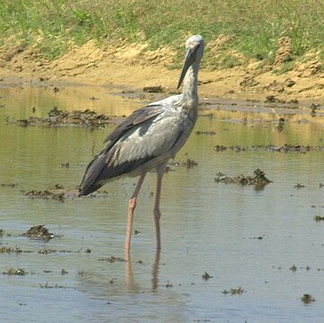 File:Asian Openbill Stork.jpg