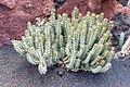 * Nomination Euphorbia virosa at Jardin de Cactus in 2022. By User:Mike Peel --XRay 22:06, 6 January 2024 (UTC) * Promotion  Support Good quality. --Palauenc05 09:29, 7 January 2024 (UTC)