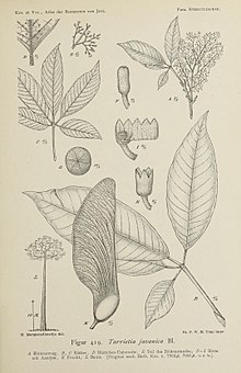 Atlas der baumarten von Jawa (Figur 419) BHL47163149.jpg