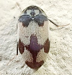 Description de l'image Attagenus bifasciatus up.jpg.