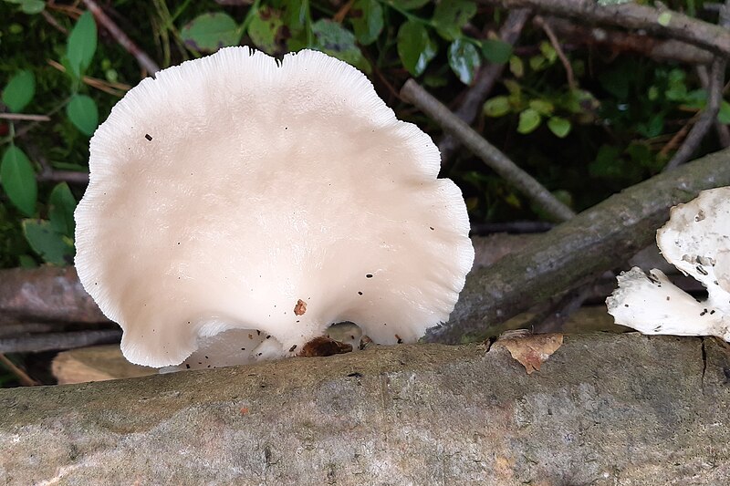 File:Austernpilz Pleurotus ostreatus 414.jpg