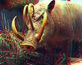 Babirusa