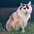 A 16-year-old female tortoiseshell Ragdoll cat. While tortoiseshell Ragdolls are actually colourpoint tortoiseshell-and-white (calico) in color, the nomenclature is different in this breed's descriptions of colors and patterns.[23]