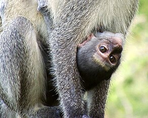 Baby monkey hanging onto its mother (Saadani National Park, Tanzania, 2008)