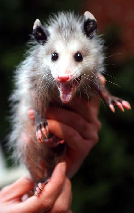 Juvenile Virginia opossum hissing defensively