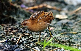 Photographie en couleurs d'un oiseau au cou et au ventre beige et à la tête et aux ailes brun clair à brun foncé, les pattes posées sur un tapis végétal