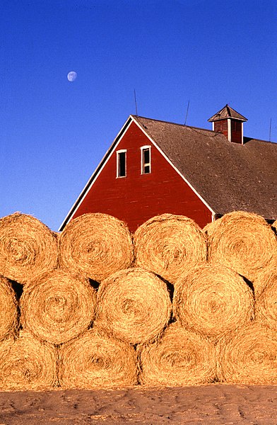 Bales of hay on a farm near Ames, Story County, Iowa