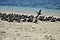 Banc de noddis bruns (Anous stolidus) sur l'île aux Sables, Sainte-Marie, Madagascar.