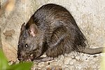 Vignette pour Tovol (Bandicota indica)