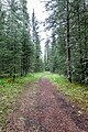 * Nomination Hiking trail at Upper Bankhead, Bankhead, Banff National Park, Alberta, Canada --XRay 03:06, 15 September 2022 (UTC) * Promotion  Support Good quality -- Johann Jaritz 04:31, 15 September 2022 (UTC)