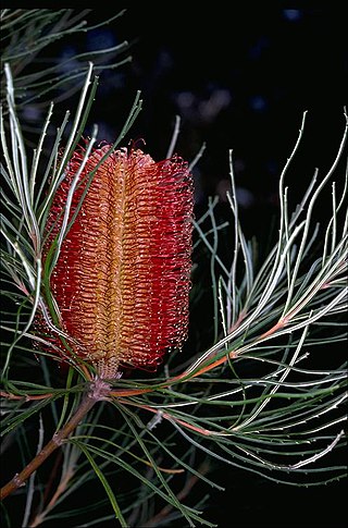 <i>Banksia occidentalis</i> Species of shrub in the family Proteaceae endemic to the south coast of Western Australia