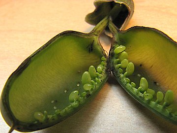 Baptisia alba-Trichapion rostrum-eggs.jpg