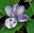 Narshapur ormanındaki Barleria cristata, AP W IMG 0858.jpg