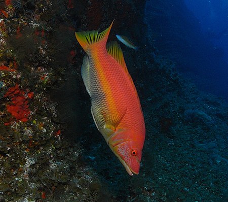 Bodianus scrofa