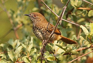 <span class="mw-page-title-main">Barred wren-warbler</span> Species of bird