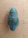 Thumbnail for File:Barringtonia calyptrata fruit 2.jpg