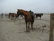Horses tied on chest-height picket lines Beach horse.jpg