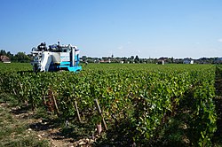 Château d'Entre-Deux-Monts Nuits-Saint-Georges Côte-d'Or Vendanges dans les vignobles de Beaune en Bourgogne