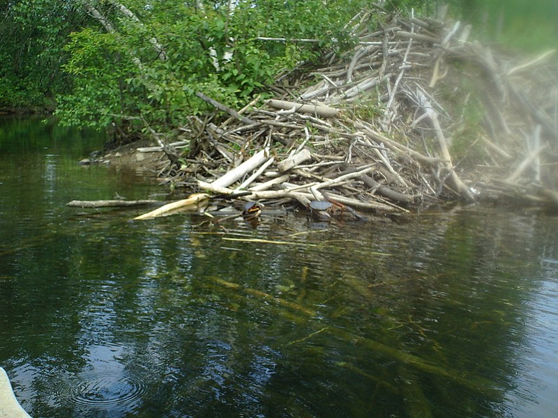 File:Beaver Hut With Turtles On It (8456864612).jpg