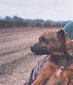 A terrier used for hunting, February 2005