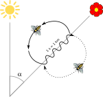 "ריקוד הדבורה" – הזווית מהשמש מציינת כיוון; משך זמן שאורך החלק המתפתל בריקוד מסמל את המרחק