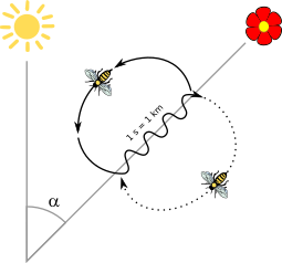 Karl von Frisch (1953) discovered that honey bee workers can navigate, indicating the range and direction to food to other workers with a waggle dance. Bee dance.svg