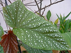 Begonia Maculata 2023-03-26.jpg