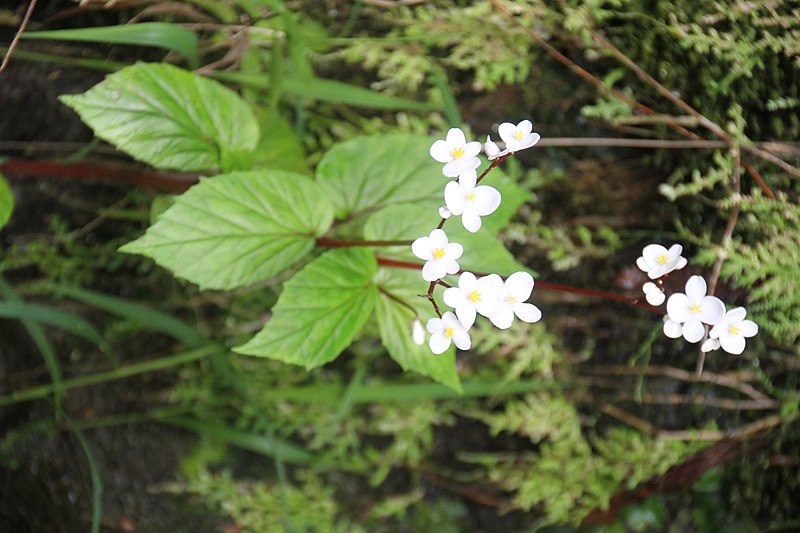 File:Begonia decandra - El Yunque nat park PR IMG 2155.JPG