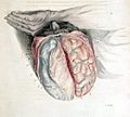 Charles Bell (1774-1842): The Anatomy of the Brain, Explained in a Series of Engravings. London: T.N. Longman and O. Rees (etc.), 1802.