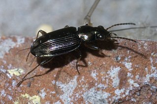 <i>Bembidion rapidum</i> Species of beetle