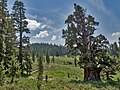 The Bennett Juniper tree in Stanislaus National Forest in Tuolumne County, California, largest juniper tree in North America.