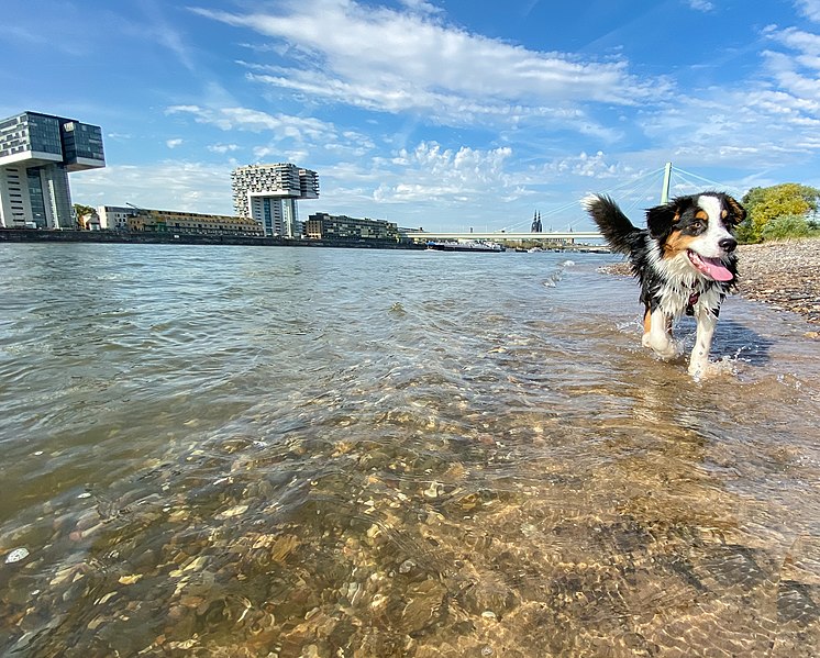 File:Bernese Mountain Dog swimming in the Rhine in Cologne, Germany (48988371192).jpg