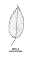 Betula albosinensis – Tournasol7