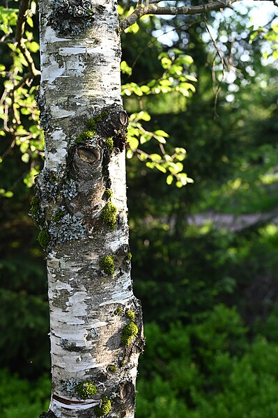 File:Birch trunk, Black Forest.jpg