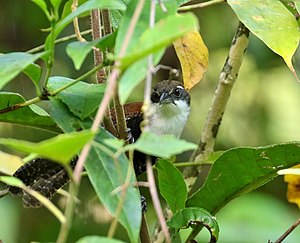 Black-bellied wren (Pheugopedius fasciatoventris) (cropped).jpg